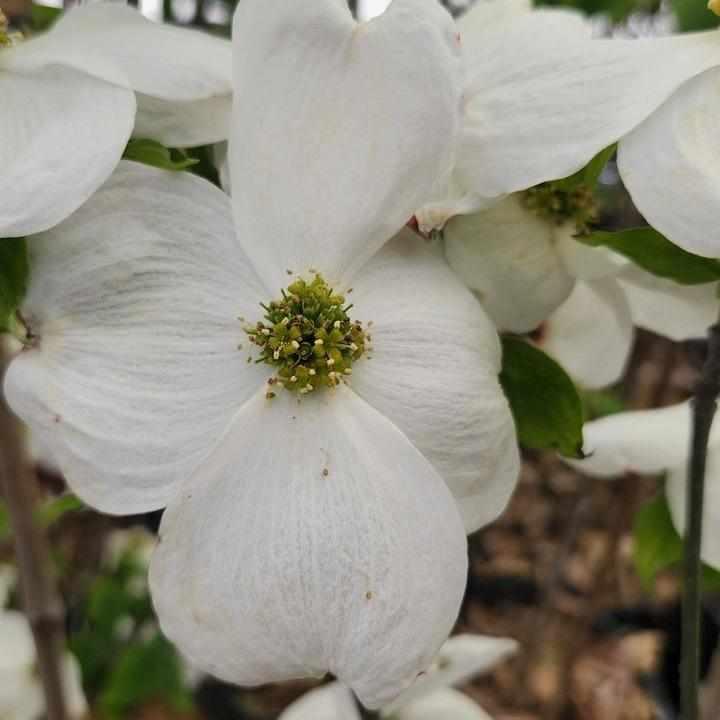 Cloud 9 Flowering Dogwood