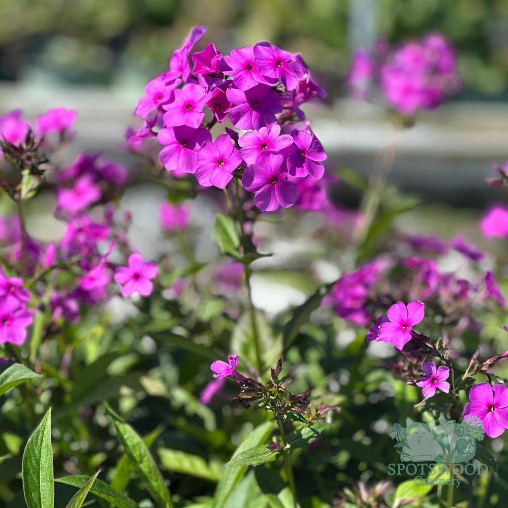 phlox-hybrid-cloudburst