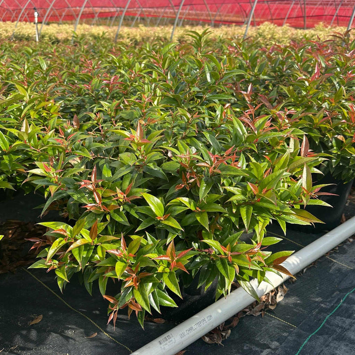 Coast Leucothoe