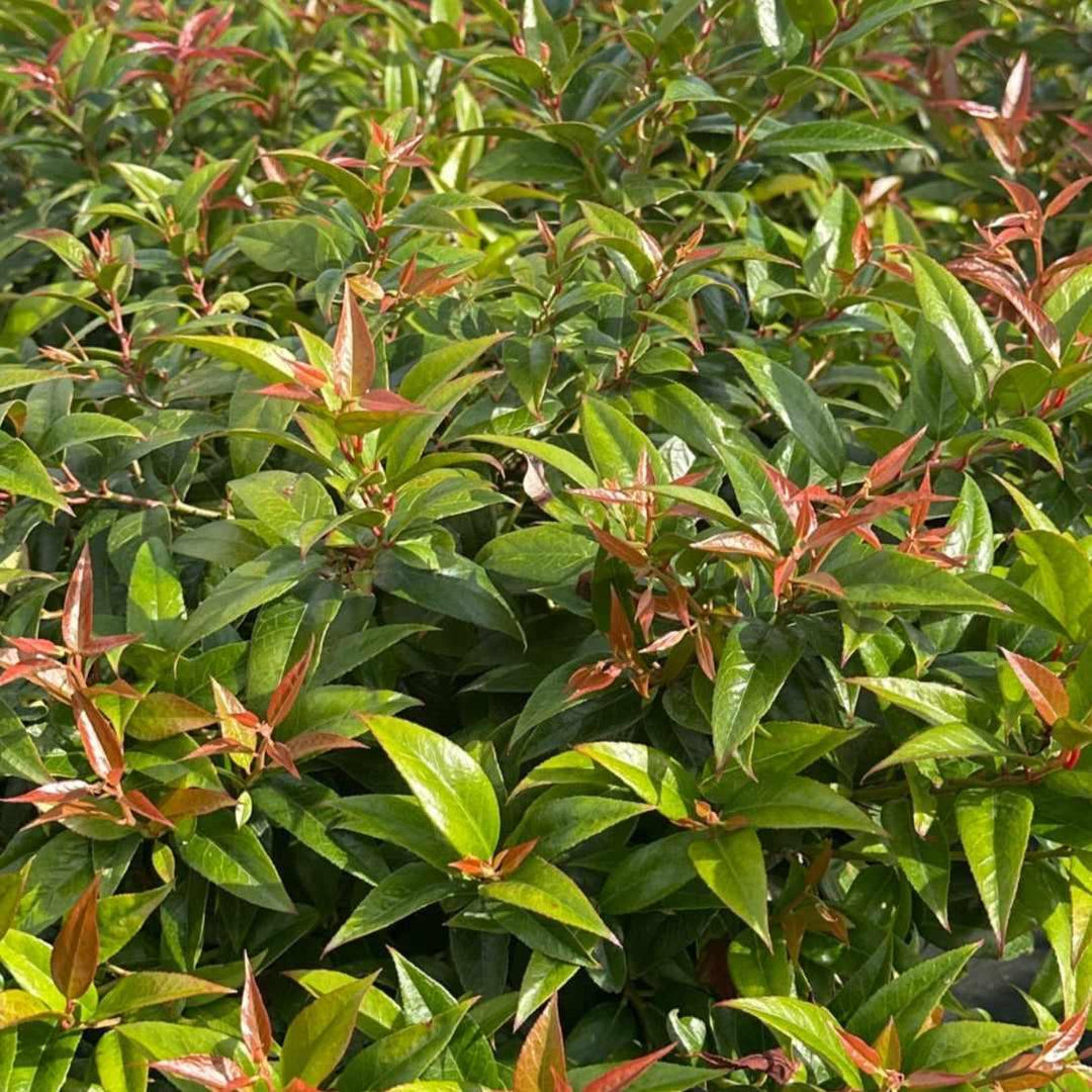 Coast Leucothoe