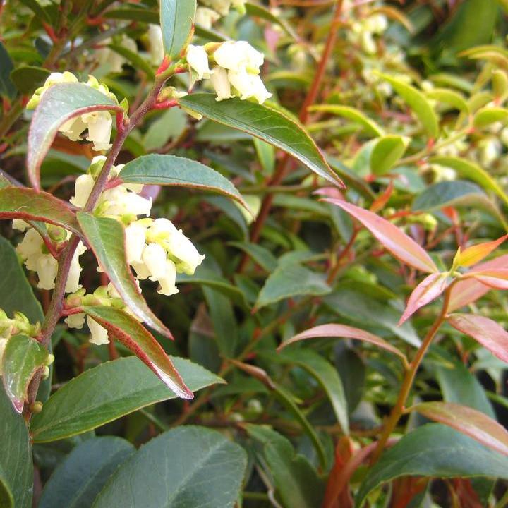 Coast Leucothoe