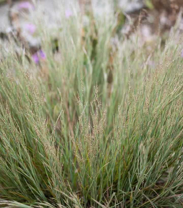 Coastal Little Bluestem
