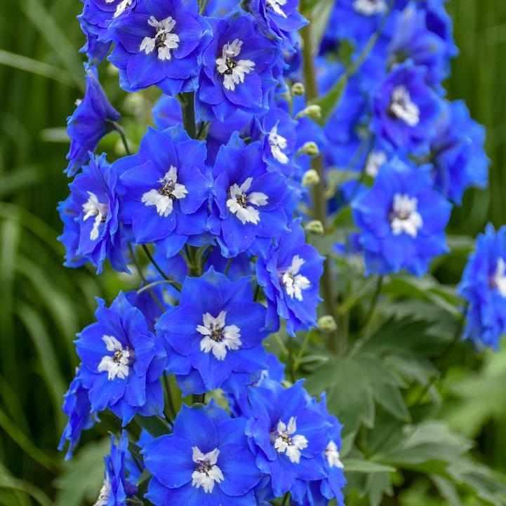 Cobalt Dreams Larkspur