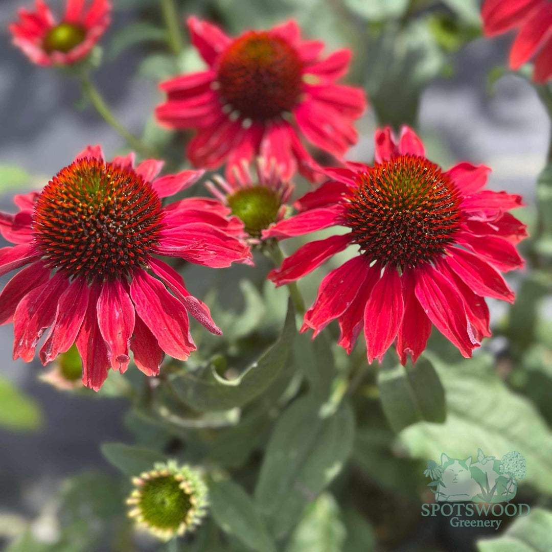 echinacea-hybrid-color-coded-frankly-scarlet