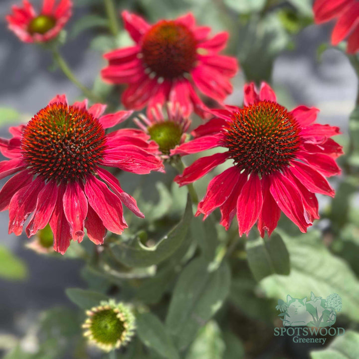 echinacea-hybrid-color-coded-frankly-scarlet