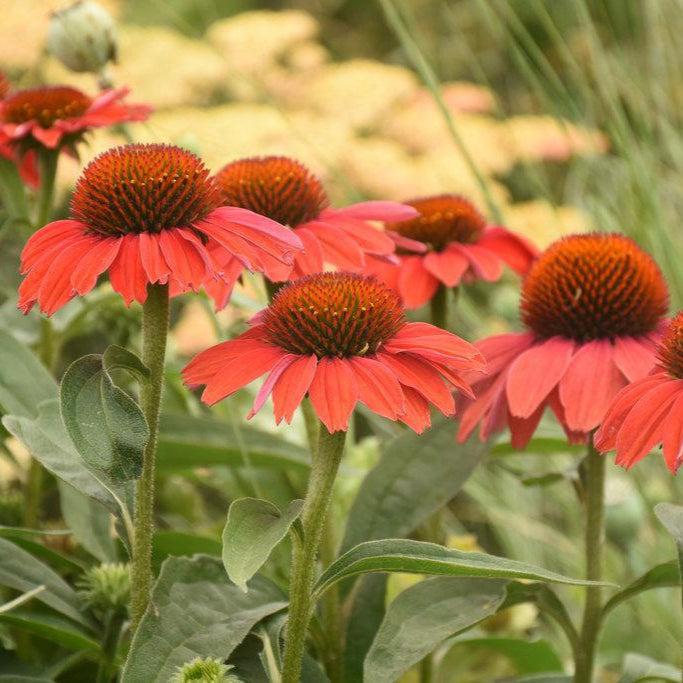 Color Coded® Frankly Scarlet Coneflower