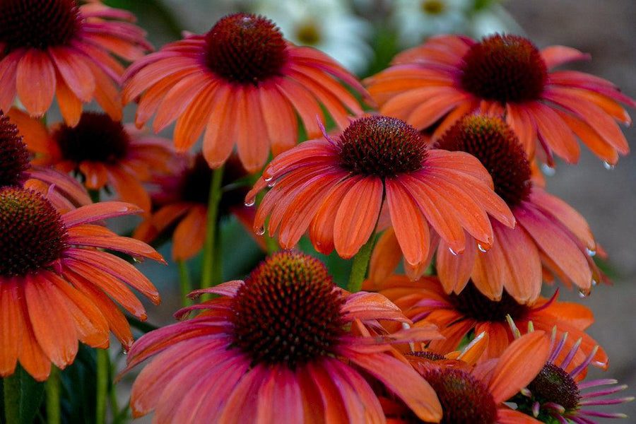Color Coded® Orange You Awesome Coneflower