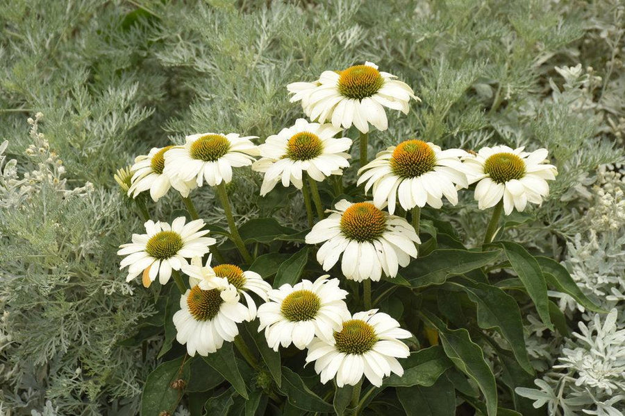 Color Coded® The Price is White Coneflower