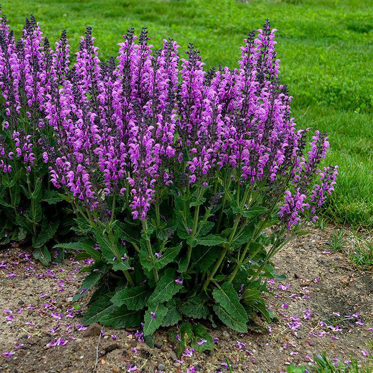 Color Spires® 'Back to the Fuchsia' Meadow Sage