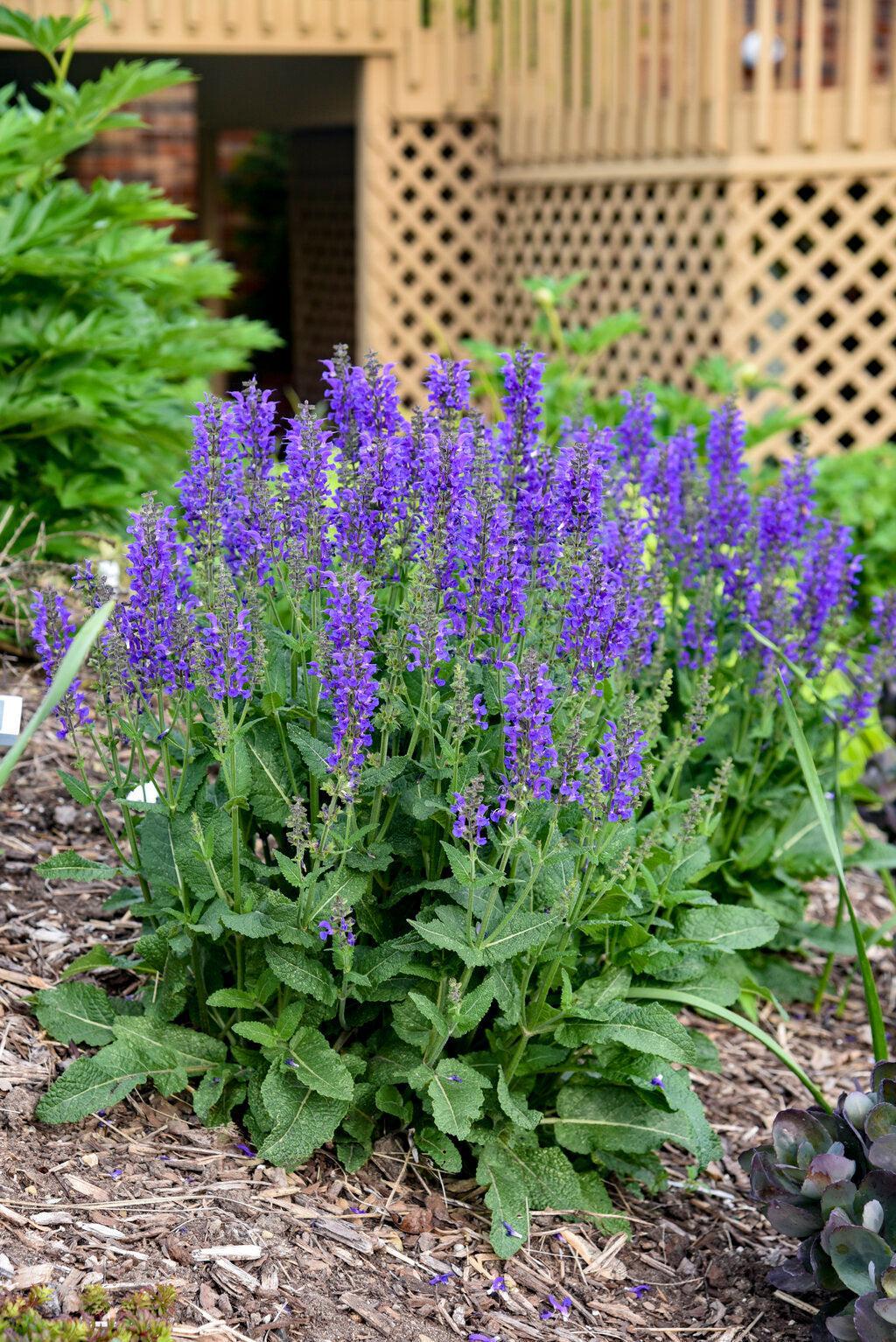 Color Spires® Indiglo Girl HB Salvia
