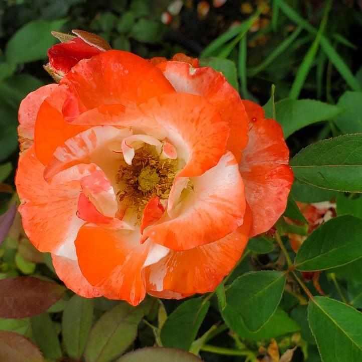 Color Splash® Floribunda Rose