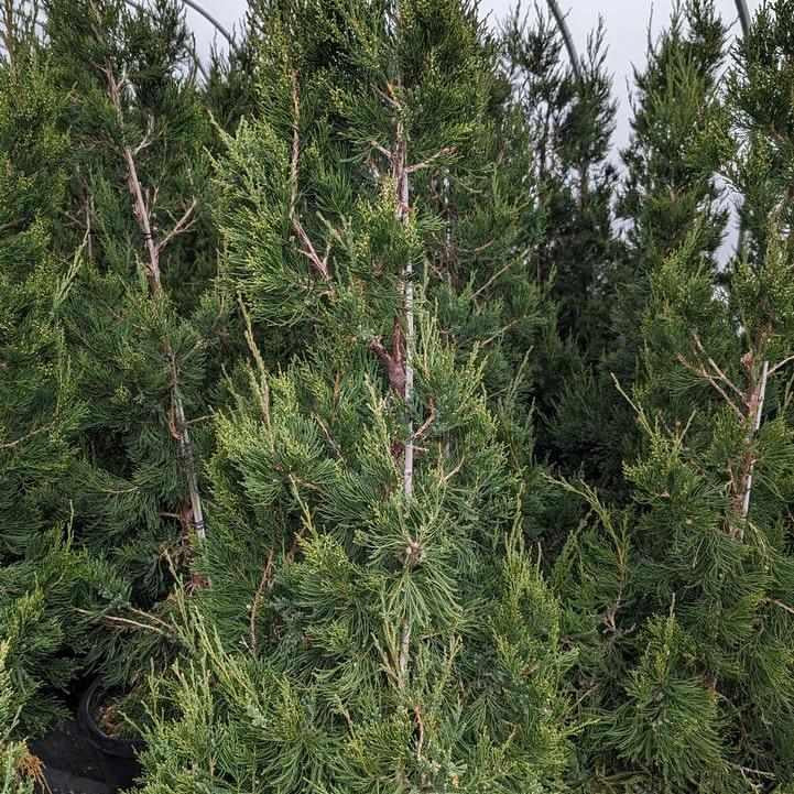 Columnar Hetzi Juniper