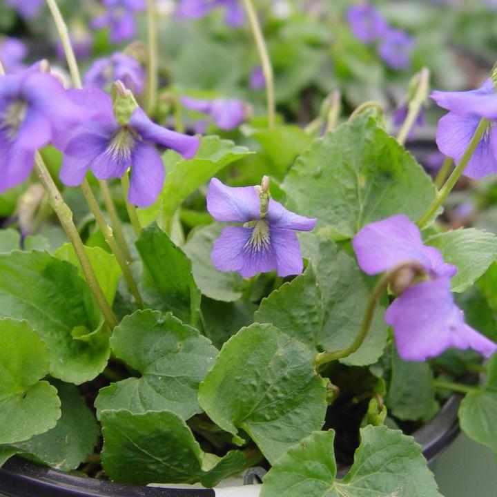 Common Blue Violet