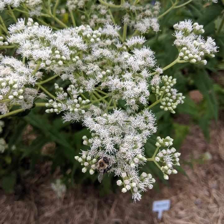 Common Boneset