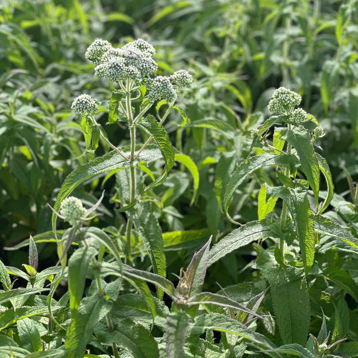 Common Boneset