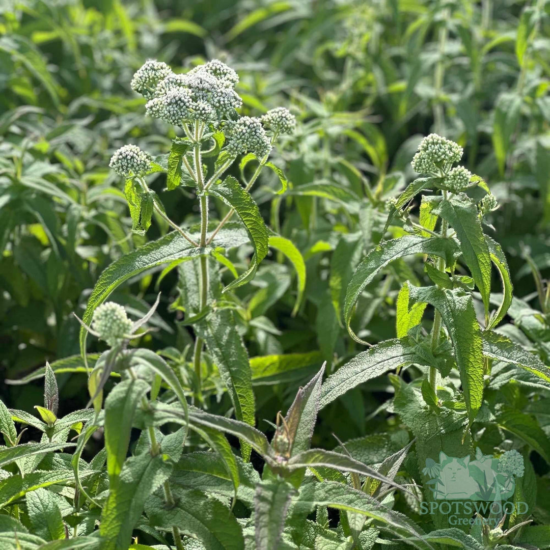 eupatorium-perfoliatum