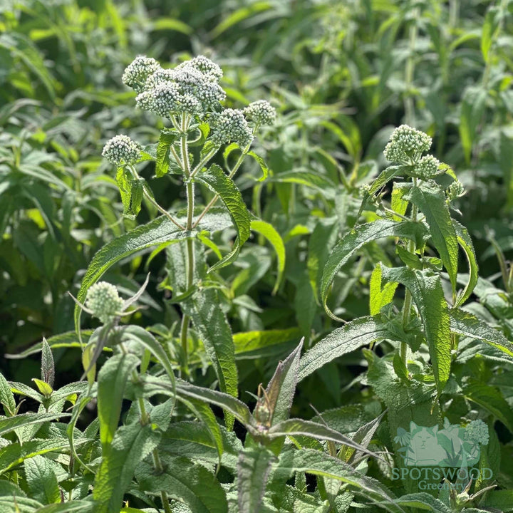 eupatorium-perfoliatum