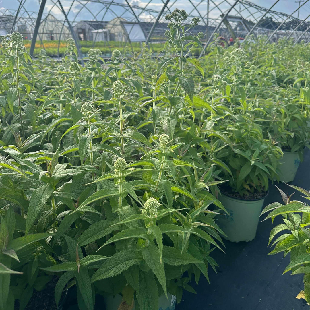 Common Boneset