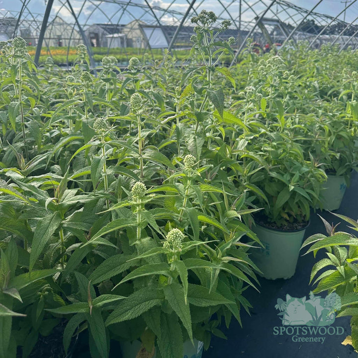 eupatorium-perfoliatum
