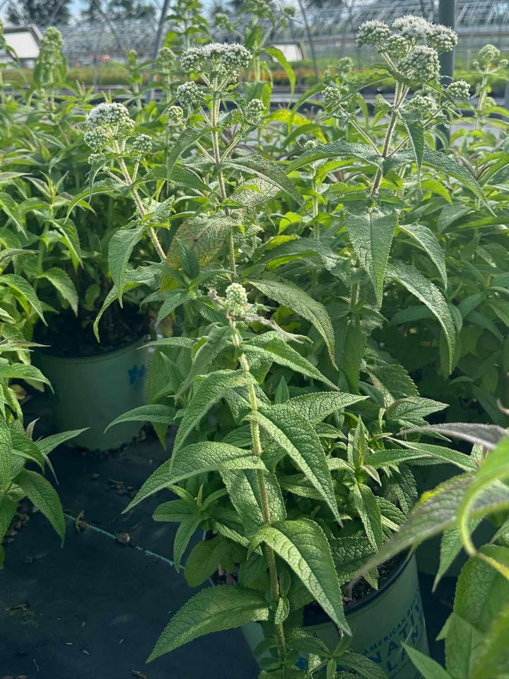 Common Boneset