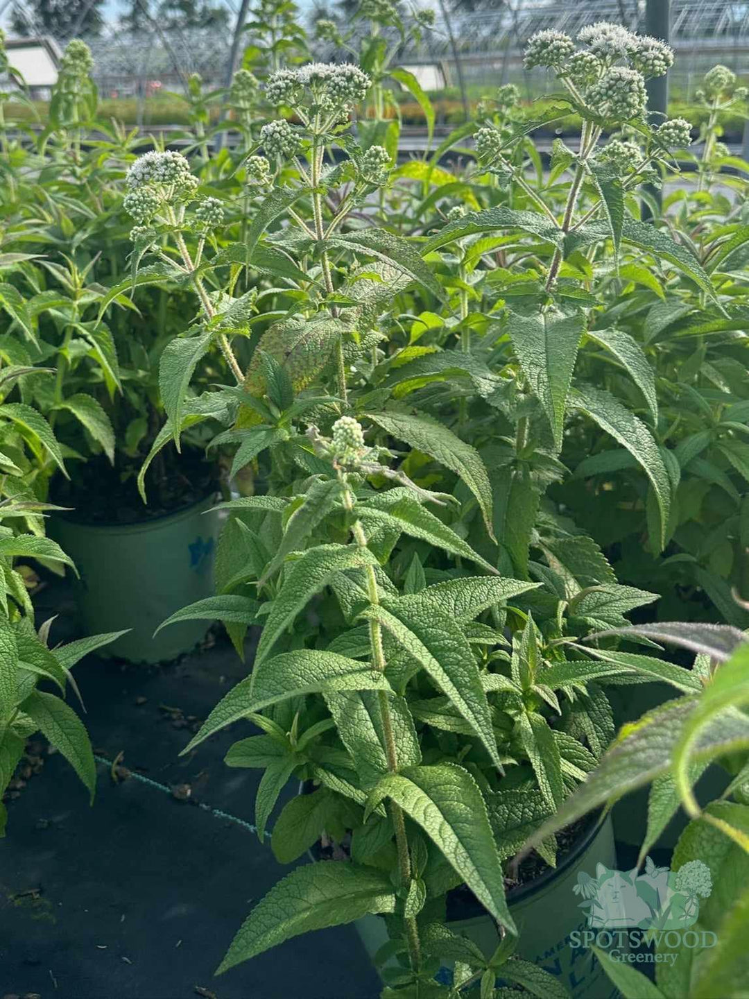 eupatorium-perfoliatum
