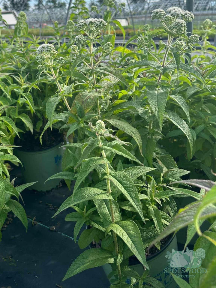 eupatorium-perfoliatum