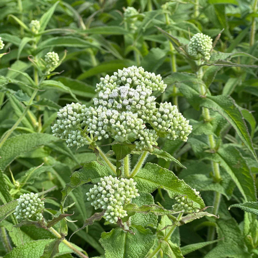 Common Boneset