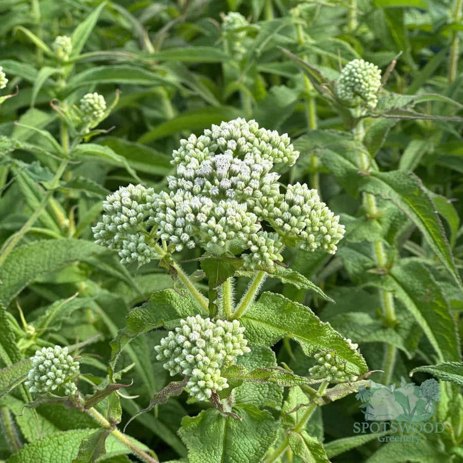 eupatorium-perfoliatum
