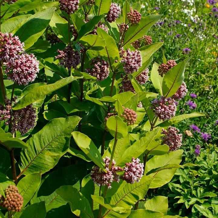 Common Milkweed