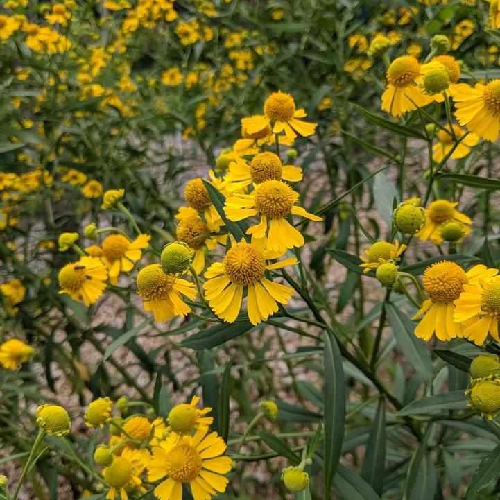Common Sneezeweed