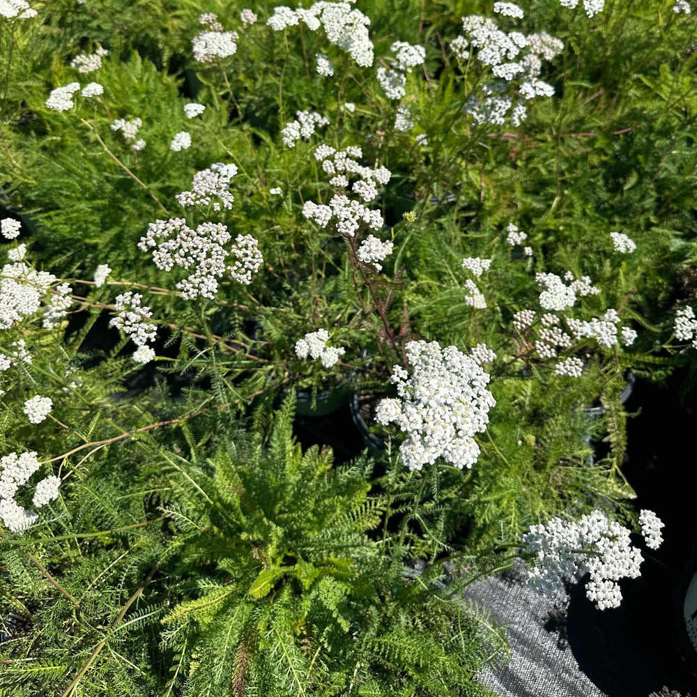 Common Yarrow