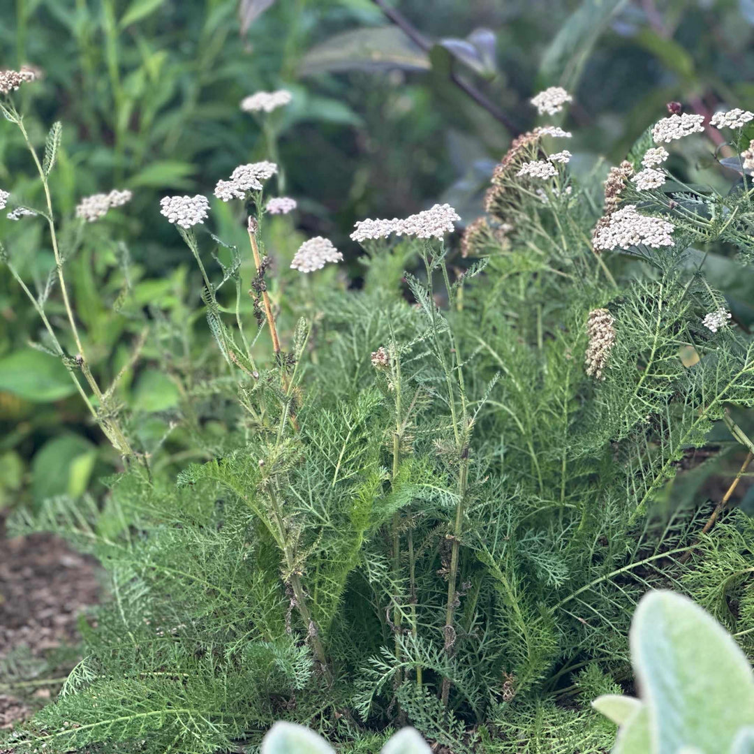 Common Yarrow