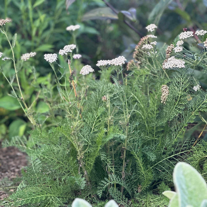 Common Yarrow