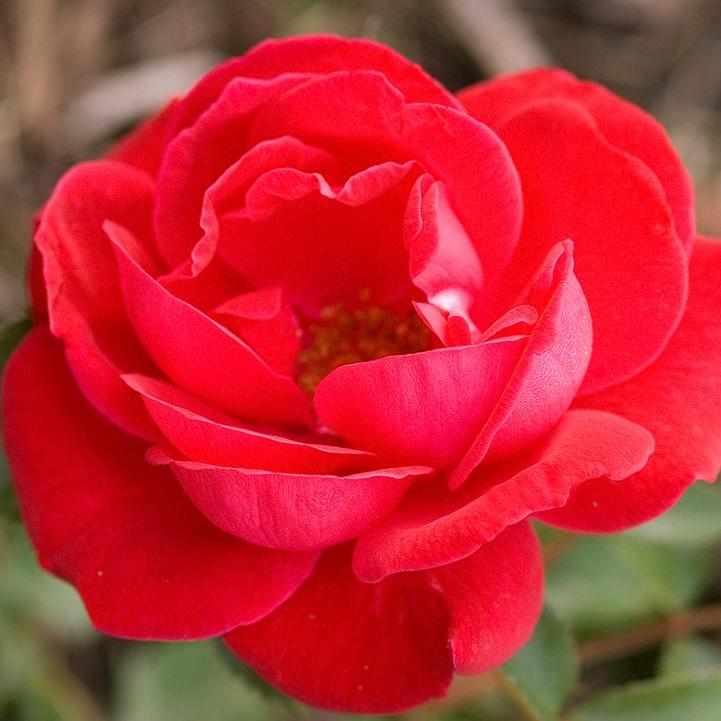 Como Park Rose