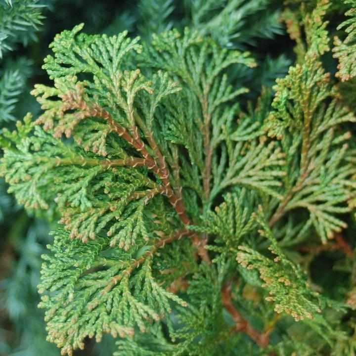 Compact Hinoki Cypress