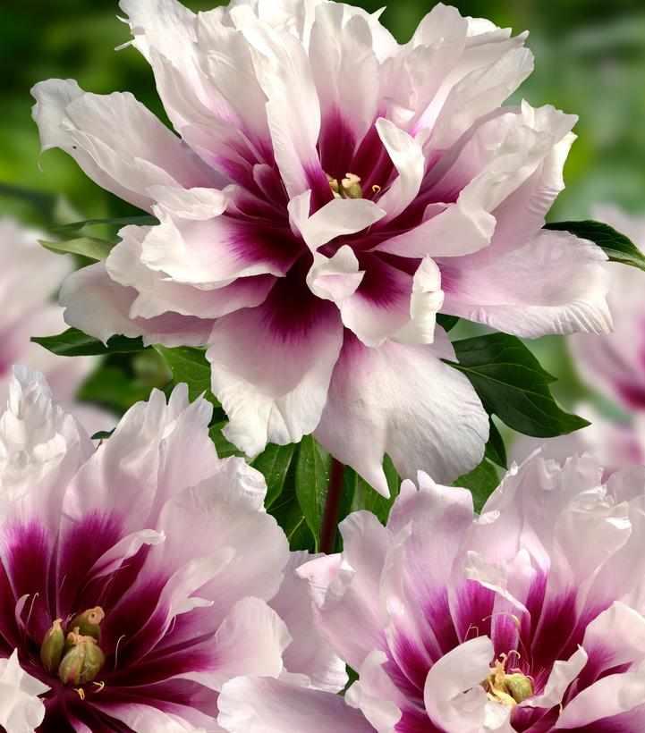 Cora Louise Itoh Peony