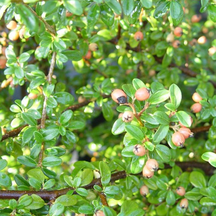 Coral Beauty Cotoneaster