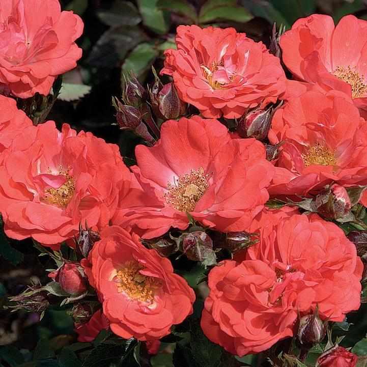 Coral Drift® Rose