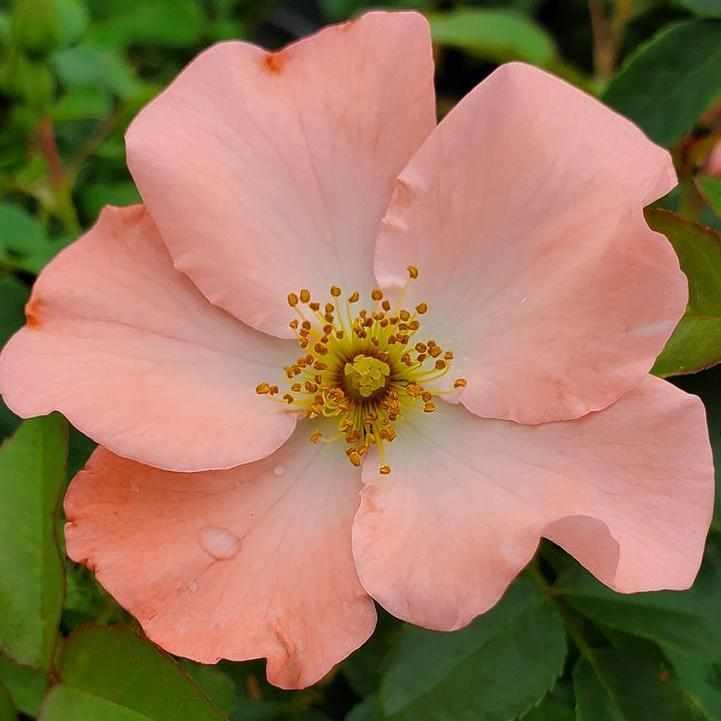 Coral Flower Carpet Rose
