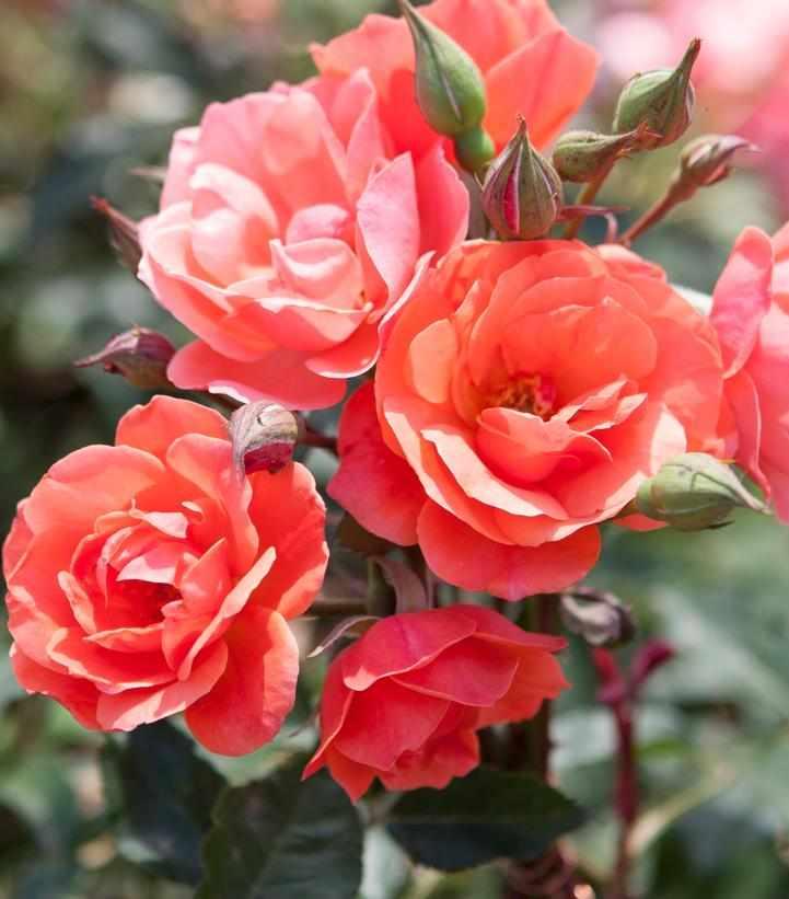 Coral Knock Out® Rose