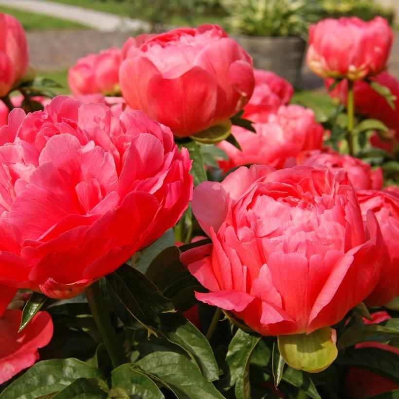 Coral Sunset Peony