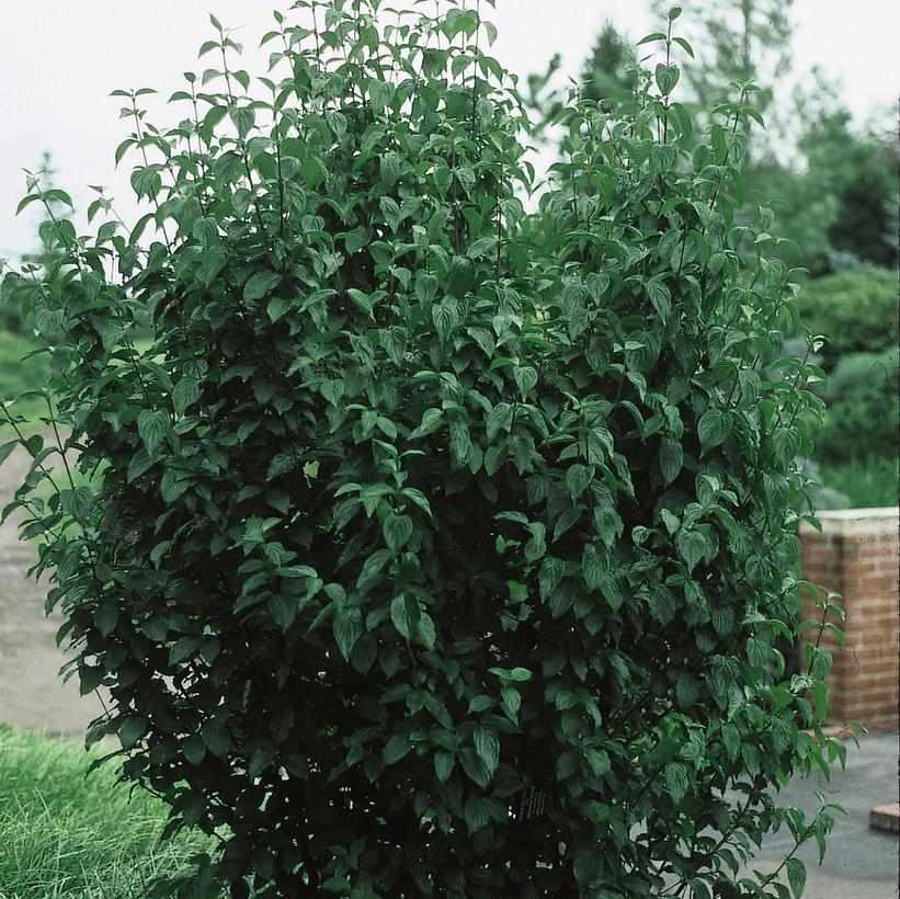 Cornelian cherry dogwood