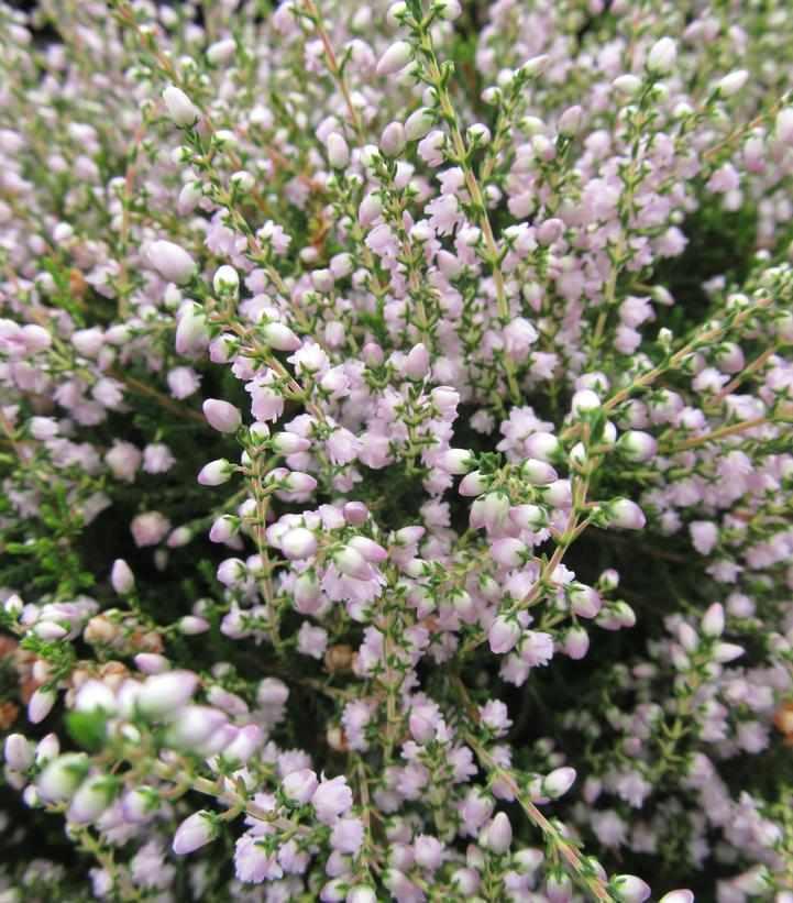 County Wicklow Heather