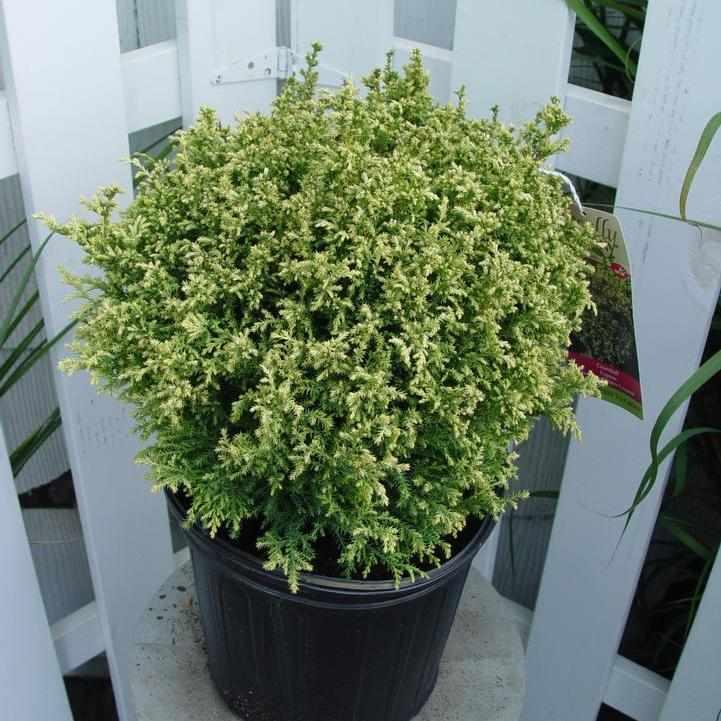 Cream Ball Japanese False Cypress