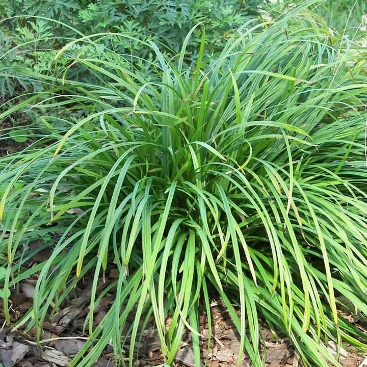 Creek sedge
