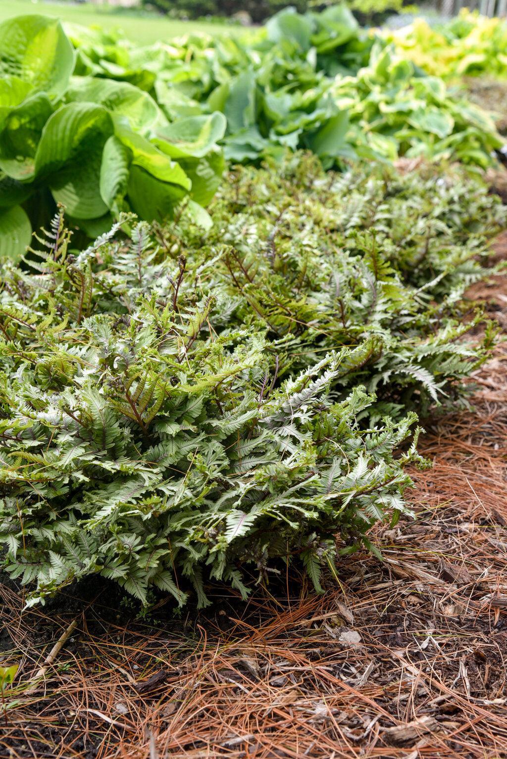 Crested Surf Japanese Painted Fern