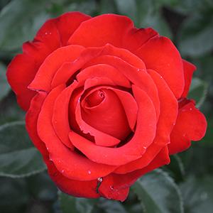Crimson Bouquet® Grandiflora Rose
