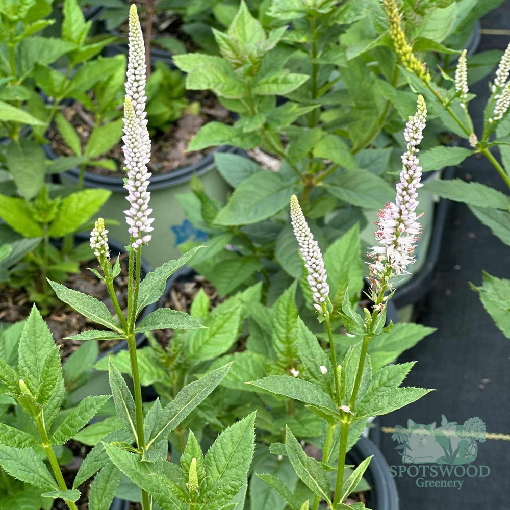 veronicastrum-virginicum-album