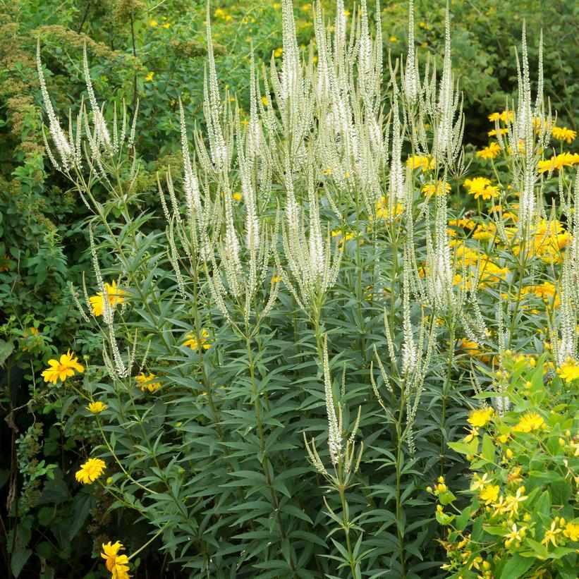Culver's Root
