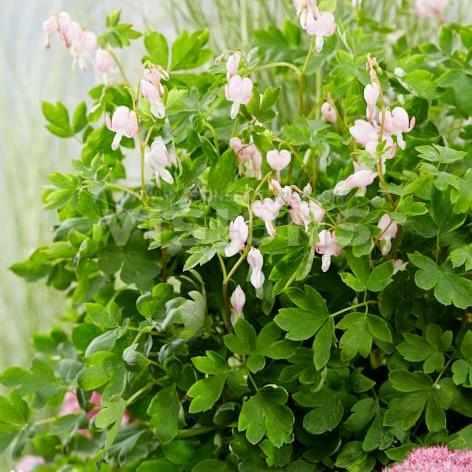 Cupid Bleeding Heart